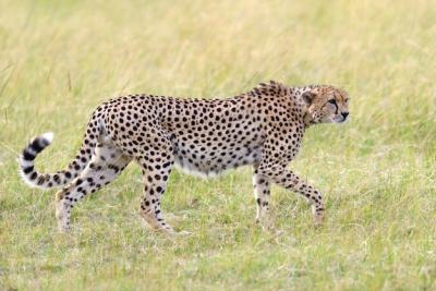 Wild African Cheetah – Stunning Mammal in Kenya | Free Download