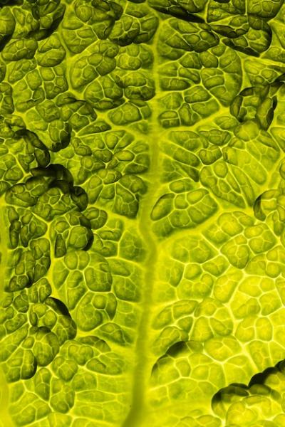 Leaf Texture Close-Up – Free Download