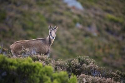 Chamois in Summer Mountains – Free Stock Photo for Download