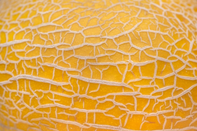 Close Up Shot of Melon’s Skin – Free Stock Photo for Download