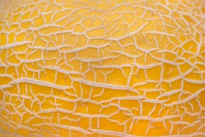 Close Up Shot of Melon’s Skin – Free Stock Photo for Download