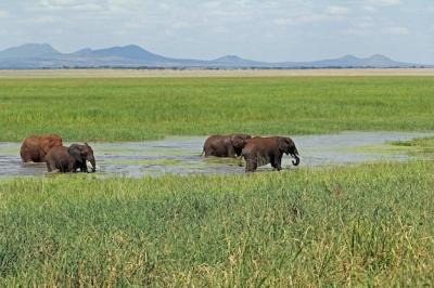 Cute African Elephants Drinking at a Water Hole in Tarangire National Park, Tanzania – Free Stock Photo, Download for Free