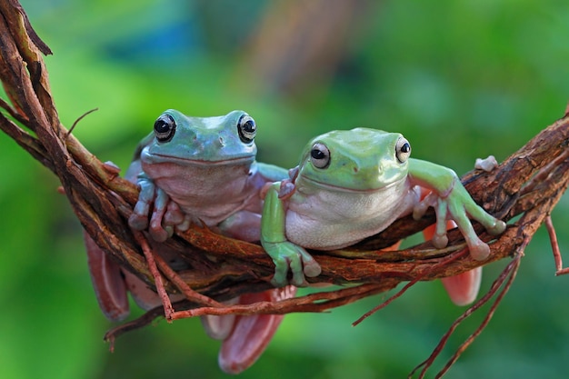 Dumpy Frog Litoria Caerulea on Green Leaves – Free Stock Photo for Download