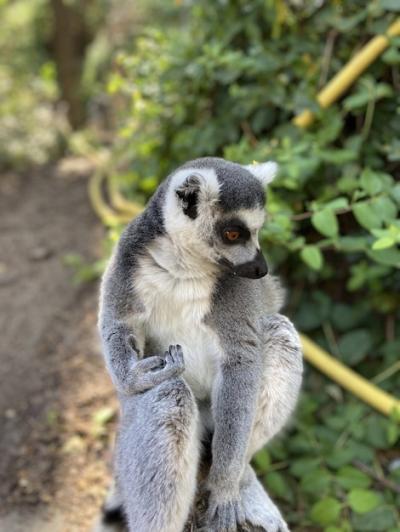 Adorable Ring-Tailed Lemur Playing on a Tree Branch – Free Stock Photo Download