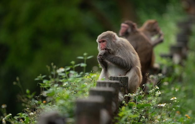 Cute Rhesus Macaque (Macaca mulatta) Monkey in Nature – Free Download