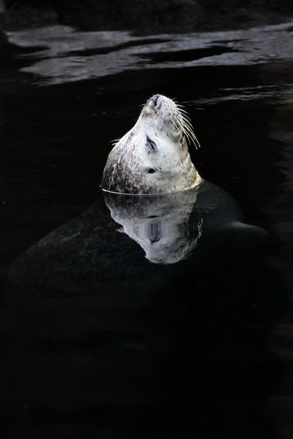 Cute Sea Lion Swimming in the Ocean in Alaska – Free Stock Photo for Download