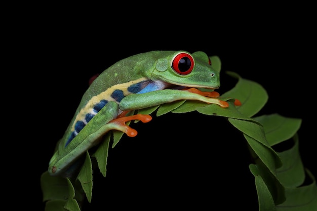 Closeup of Redeyed Tree Frog (Agalychnis callidryas) on Leaves – Free Download