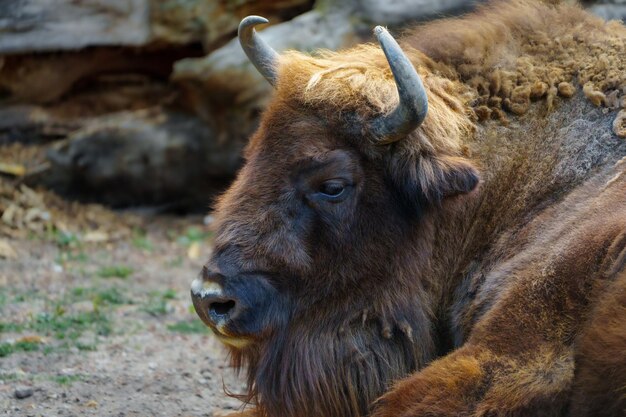 Closeup of a Large Brown Bison with Blurred Background – Free Download