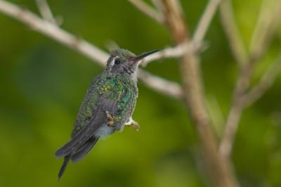 Hummingbird Perched on Tree Branch – Free Stock Photo, Download for Free