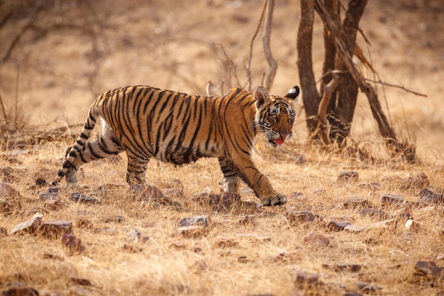 Tiger in Natural Habitat: Male Panthera Tigris Walking Through Rajasthan’s Dry Trees – Free Download