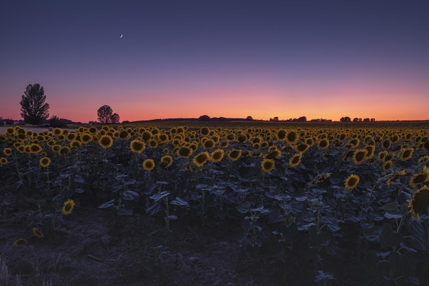 Sunflower Field at Sunset or Sunrise in Uluru, Mutitjulu, Australia – Free Stock Photo, Download for Free