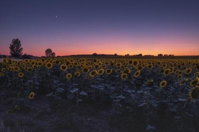 Sunflower Field at Sunset or Sunrise in Uluru, Mutitjulu, Australia – Free Stock Photo, Download for Free