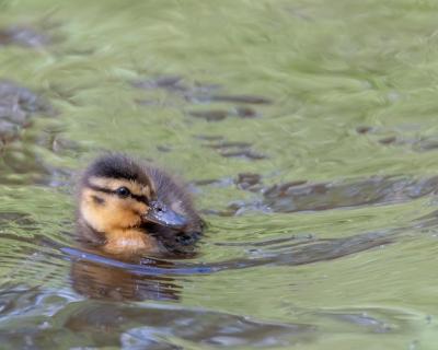 Duck Swimming in the Water – Free Stock Photo, Download Free