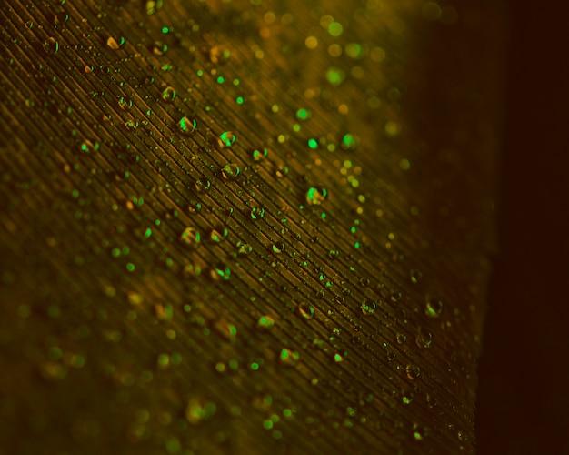 Transparent Green Water Droplets on Blurred Brown Feather Surface – Free Download