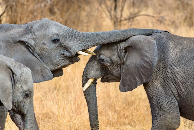 Adorable Closeup of Elephants Touching Trunks – Free Stock Photo, Download for Free