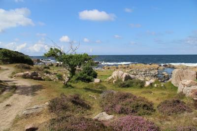 Shore Covered in Greenery Surrounded by the Sea in Bornholm, Denmark – Free Download