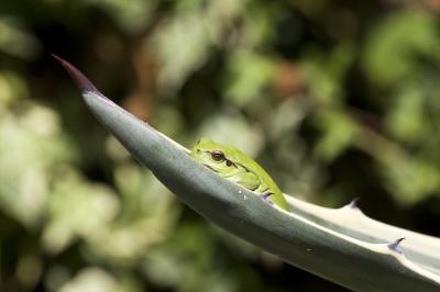 Closeup of a Mediterranean Tree Frog on a Leaf Under Sunlight – Free Download