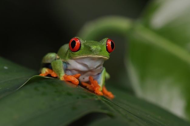 Redeyed Tree Frog Sitting on Green Leaves – Free Stock Photo, Download Free