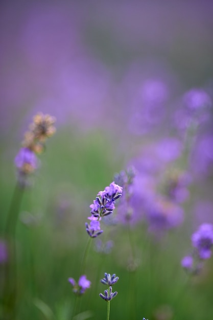 Purple Flowers in Blooming Lavender Field – Free Stock Photo for Download