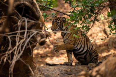 Tiger in Its Natural Habitat – Free Stock Photo for Download