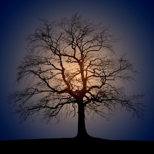 Silhouette Photo of Trees at Sunrise – Free Download