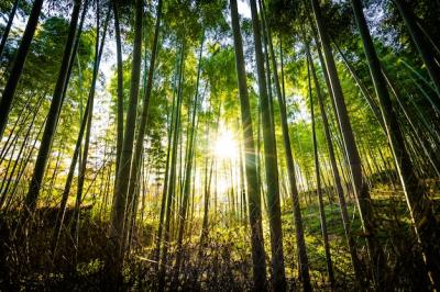 Stunning Bamboo Grove Landscape in Arashiyama, Kyoto – Free Stock Photo, Download for Free