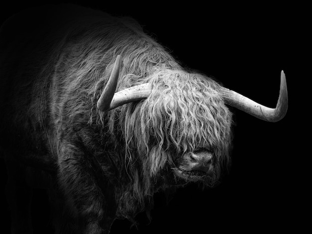 Scottish Highland Cow Closeup on Black Background – Free Download