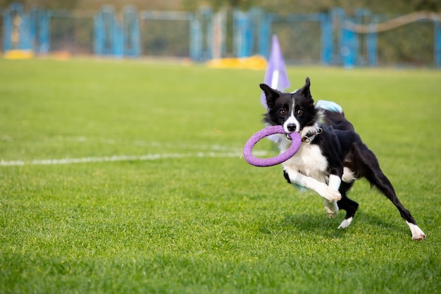 Sportive Dog Competing in Lure Coursing – Free Stock Photo for Download