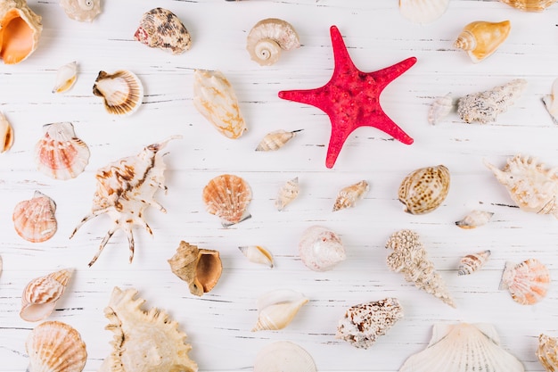 Seashells Surrounding a Starfish – Free Stock Photo for Download