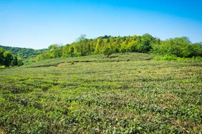 Explore the Serenity of Green Tea Garden and Hill Cultivation – Free Download