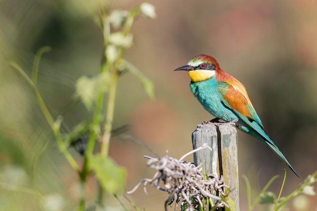 Colorful Bee-Eater Close-Up on Wood | Free Download