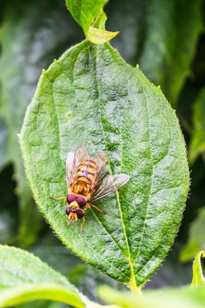 Closeup Vertical Shot of Pairing Hoverflies on a Green Leaf – Free Stock Photo Download