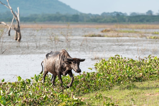 Buffalo by the River â Free Download Stock Photo