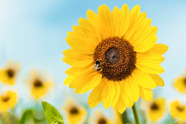 Closeup Shot of a Sunflower with a Bee – Free Download