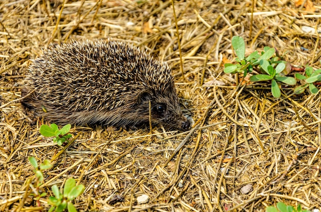 A Hedgehog Relaxing in Grass – Free Download