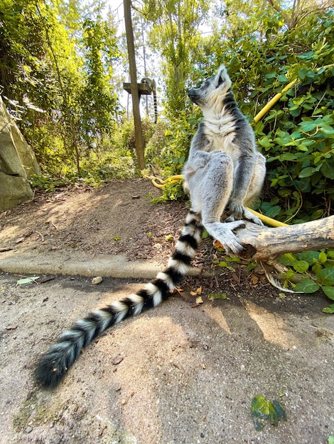 Adorable Ring-Tailed Lemur Playing on a Tree Branch – Free Stock Photo for Download