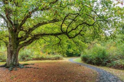 Winding Path Surrounded by a Tree with Wide Branches and Green Leaves – Free Stock Photo