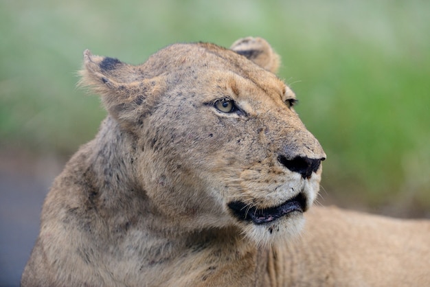 Magnificent Lioness Closeup in the African Jungle – Free Download