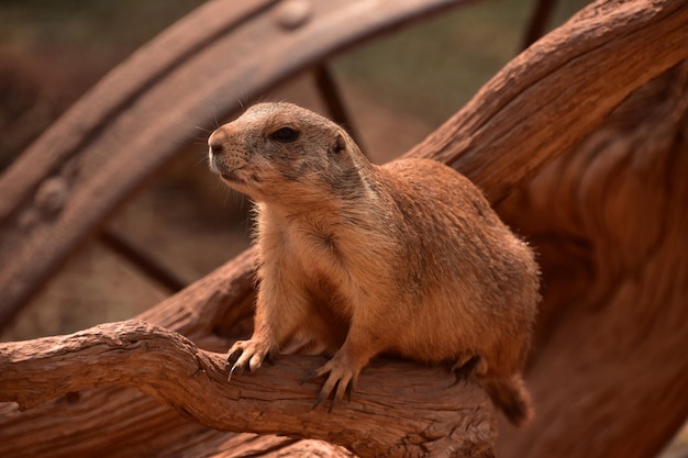 Amazing Black Tailed Prairie Dog on Weathered Wood – Free Stock Photo for Download