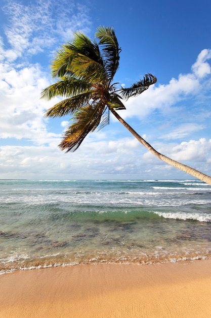 Palm Tree on a Caribbean Beach in Summer – Free Stock Photo for Download