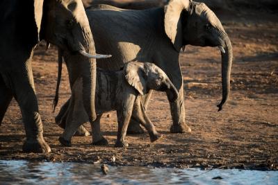 Stunning African Baby Elephant Walking with the Herd – Free Download