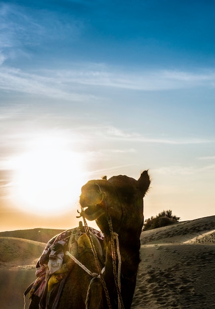 Camel in the Thar Desert of Rajasthan, India – Free Download