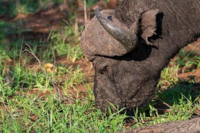 Closeup Shot of a Water Buffalo Eating Grass Under Sunlight – Free Stock Photo for Download