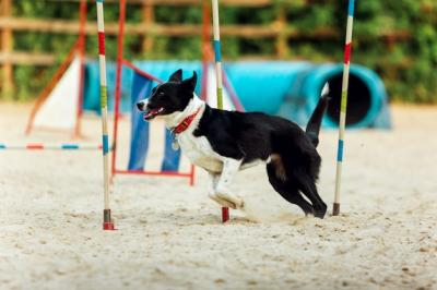 Dog Competing in Sportive Show – Free Stock Photo Download