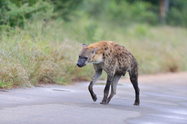 Spotted Hyena on a Road Surrounded by Grass – Free Download