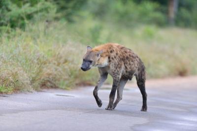 Spotted Hyena on a Road Surrounded by Grass – Free Download