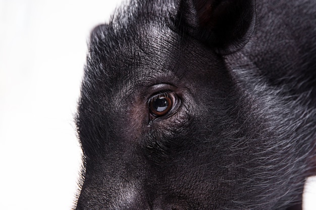 Cute Black Pig Portrait – Free Download