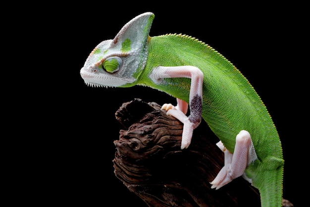 Female Pied Veiled Chameleon Juvenile on Wood – Free Stock Photo for Download