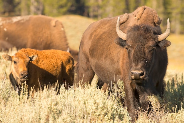 Buffalos in Yellowstone’s Lamar Valley During Summer – Free Stock Photos for Download