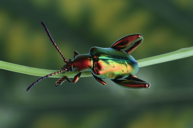 A Frog Leg Beetle (Sagra sp) on a Branch with Natural Background – Free Stock Photo, Download for Free